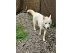 Adopt Meko a Siberian Husky