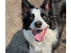 Adopt Dash **WORKING DOG** a Border Collie