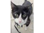 Adopt Muffin Mix a Domestic Short Hair