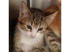Adopt Linkedin a Domestic Short Hair