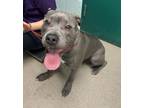 Adopt Risotto a Mixed Breed