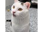 Adopt Tisdale a Domestic Short Hair