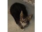 Adopt Emma- Teriyaki a Domestic Short Hair