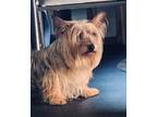 Adopt MAX a Silky Terrier