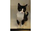 Adopt Monkey a Calico
