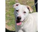 Adopt MacMillan a Mixed Breed