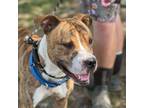 Adopt Renzo a Mixed Breed