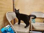 Adopt Midnight a Domestic Short Hair