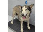 Adopt 87222 a Husky