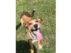 Adopt Luca a Terrier