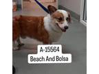 Adopt Hashtag a Corgi