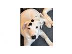 Adopt Zeus 2 (CP) a German Shepherd Dog, Pit Bull Terrier