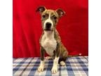 Adopt Phelps a Pit Bull Terrier