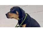 Adopt Artemis a Rottweiler