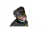 Adopt Bro a Rottweiler