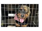 Adopt Cairo a Rottweiler