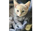 Adopt Kevin a Domestic Short Hair