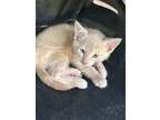 Adopt Lewis a Domestic Short Hair