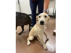 Adopt Ruben a Labrador Retriever, Mixed Breed