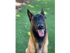Adopt Alonzo a Belgian Shepherd / Malinois
