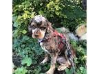 Adopt Chewy a Cocker Spaniel