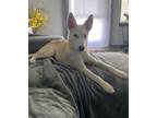 Adopt Chinook a Siberian Husky, Mixed Breed