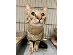 Adopt Mr. Green a Domestic Short Hair