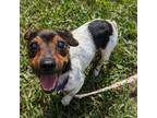 Adopt Benji a Terrier