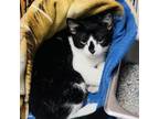 Adopt Trevor a Domestic Short Hair