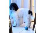 Adopt Mensa a Standard Poodle
