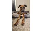 Adopt Alex Bowman a Boxer, Australian Shepherd