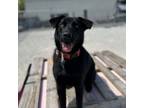Adopt Banjo a Black Labrador Retriever