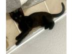 Adopt Noriker a Domestic Short Hair