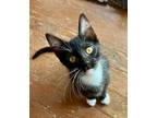 Adopt Rahvan a Domestic Short Hair