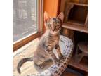 Adopt Sandy a Domestic Short Hair