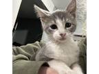 Adopt Goat a Domestic Short Hair