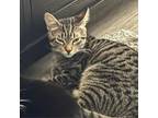 Adopt Elliott a Domestic Short Hair