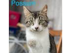 Adopt Possum a Domestic Short Hair