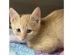 Adopt Pumpkin a Domestic Short Hair