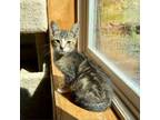 Adopt Cloudy a Domestic Short Hair
