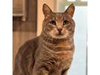 Adopt Timmy a Domestic Short Hair