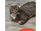 Adopt Velcro a Domestic Short Hair