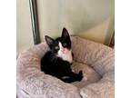 Adopt Windy a Domestic Short Hair