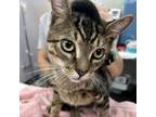 Adopt Big Tom a Domestic Short Hair