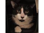 Adopt XO a Domestic Short Hair