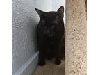 Adopt Crackers a Domestic Short Hair