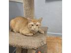 Adopt Cheese a Domestic Short Hair