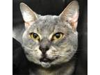 Adopt Tank a Domestic Short Hair