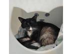 Adopt Hamburger a Domestic Short Hair