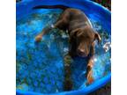 Adopt chance a Chocolate Labrador Retriever